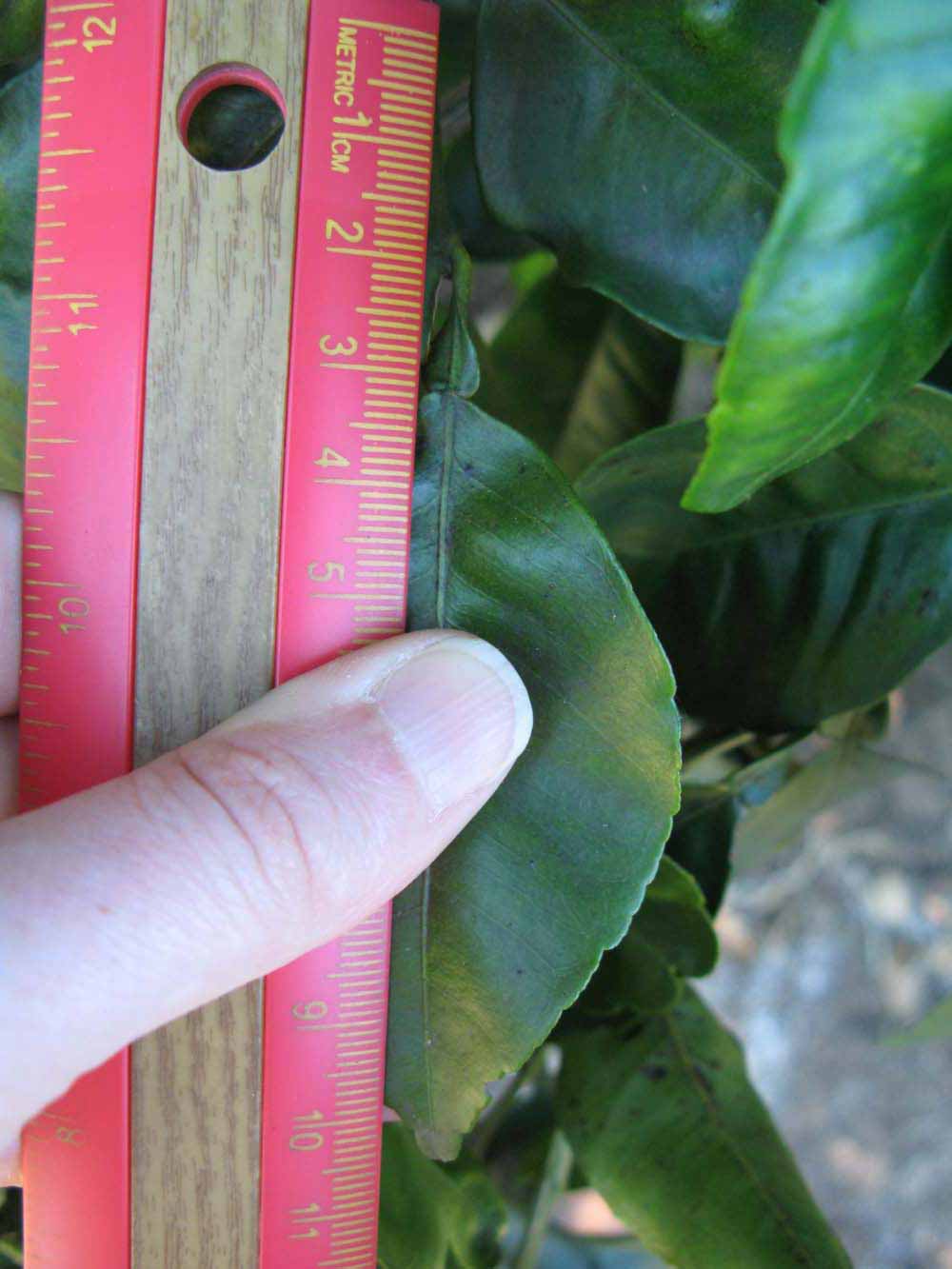              Unifoliolate leaf (Winter Haven, FL)       